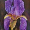 Blue Iris