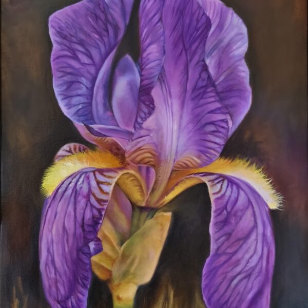 Blue Iris